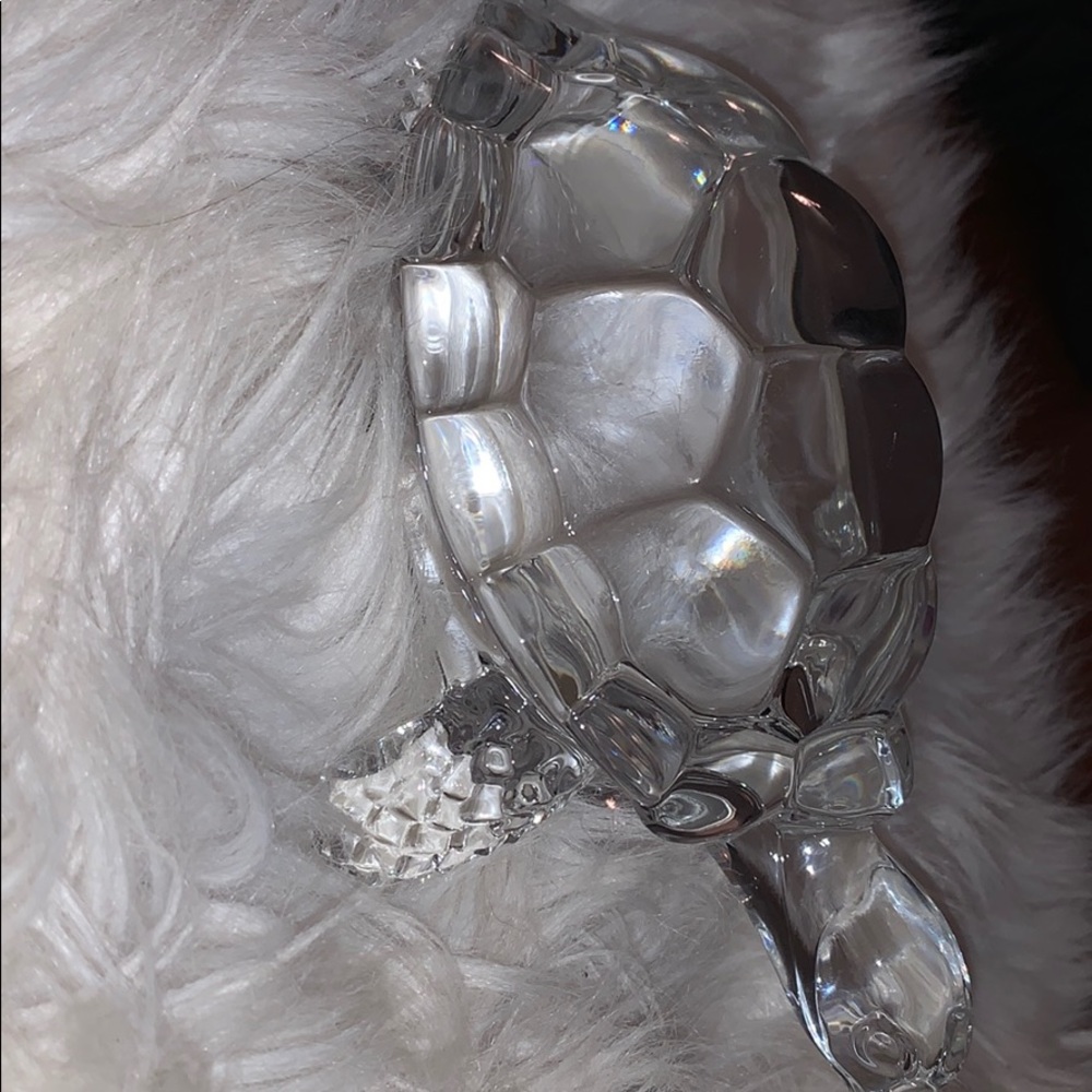 Turtle - Picture 2 of 2